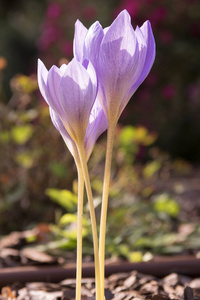 番红花秋蓝紫色开花植物，橙黄色中心双倍骨番红花