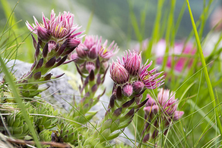 山韭菜，万寿菊，母鸡和小鸡开花，花束