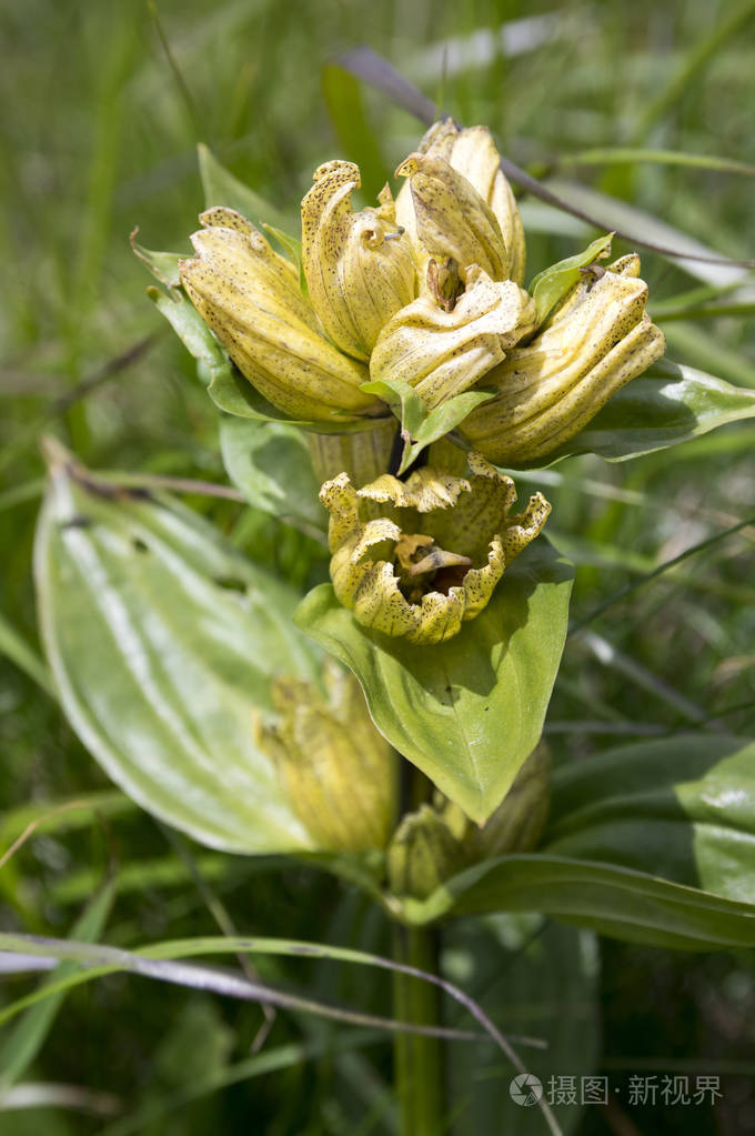 有斑点的龙胆盛开的龙胆