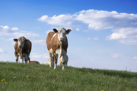 牧场上的奶牛，蓝天和绿草