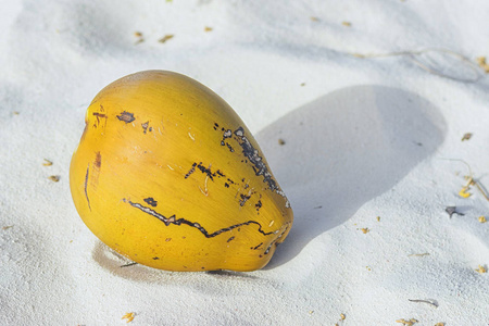 一颗椰子从棕榈树上掉下来，落在沙子上