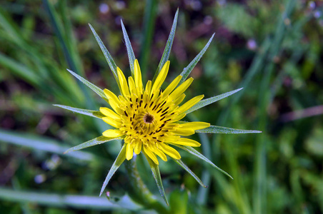 sbeard Tragopogon pratensis in spring