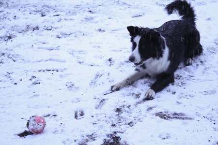 边境牧羊犬在雪地里玩粉色球，户外游戏