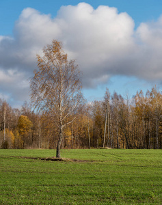 绿色的田野，背景是秋天的树木。