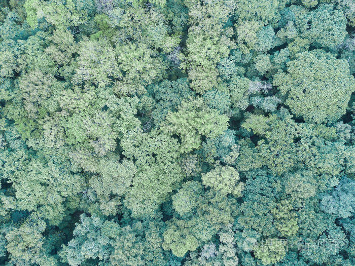 绿色夏日森林空中无人机观景.地球日,环境保护.