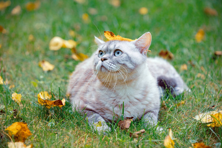 秋天的花园里，头上有一片落叶的可爱的猫躺在草地上