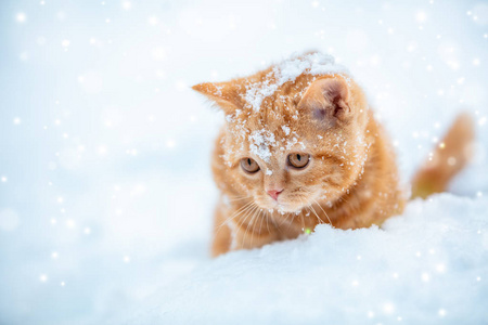 小红猫冬天坐在雪地上