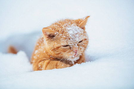 小红猫冬天坐在雪地上图片