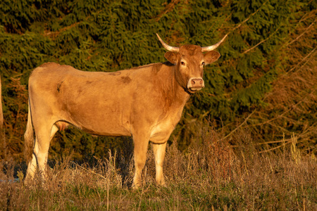 秋牧场红角牛，选择性聚焦