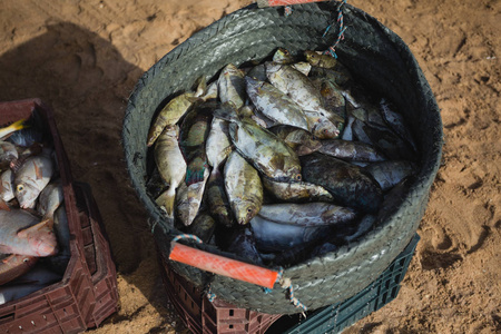 渔民捕获鱼图片