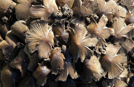 蘑菇的孢子生殖图片