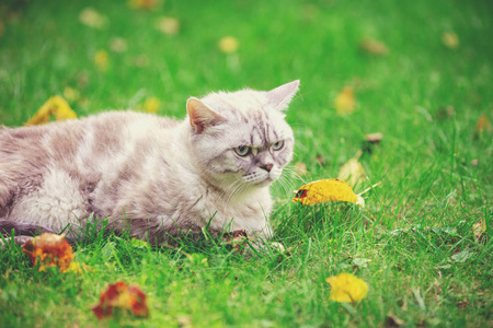 可爱的猫躺在秋天花园的草地上