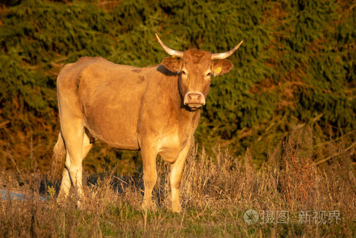 秋牧场红角牛选择焦点