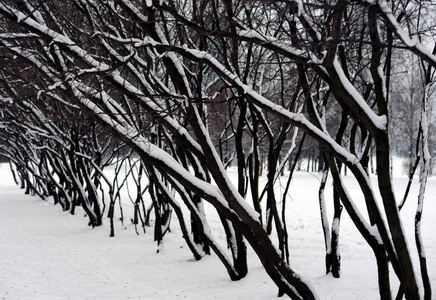 俄罗斯公园的树枝上覆盖着雪。