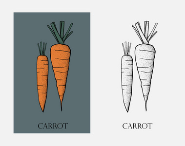 胡萝卜。胡萝卜有机食品健康蔬菜的光实向量说明