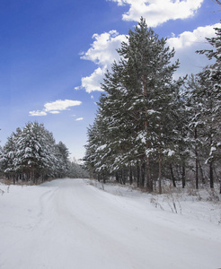 冬季背景。 霜雪中的针叶树