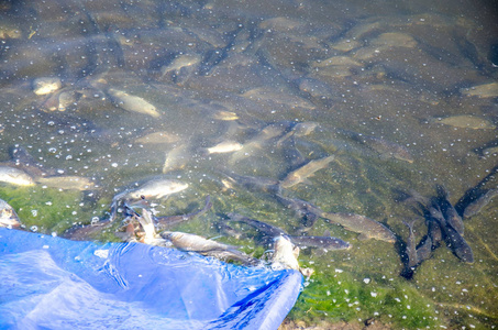 幼鱼从养鱼场释放到水库。