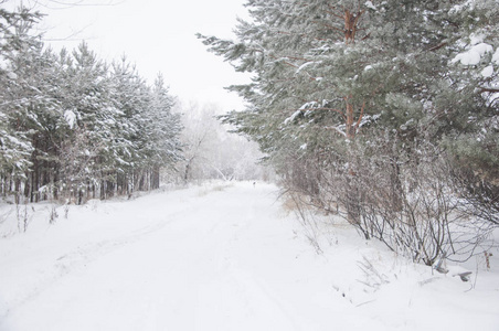 冬季背景。 霜雪中的针叶树