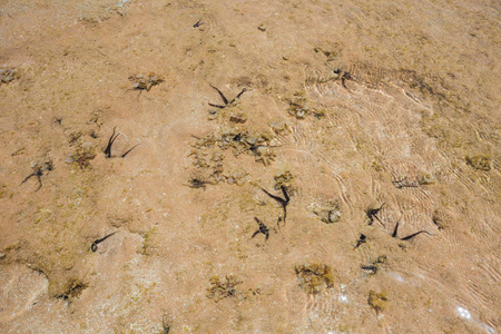 特写顶部的许多活的海洋生物隐藏在沙尔姆埃尔谢赫埃及红海的沙地。 水平彩色摄影。