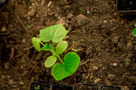 黄瓜幼苗幼芽在盆栽中生长,作为一种新的生活理念照片