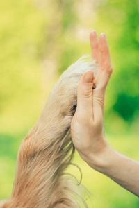 金毛猎犬在春夏公园散步