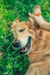 金毛猎犬在春夏公园散步