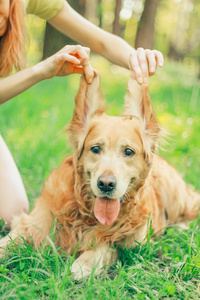 金毛猎犬在春夏公园散步