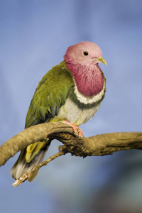 一种粉红色的头状果鸽