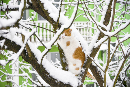 猫在雪树上猫在雪树上下雪在城里