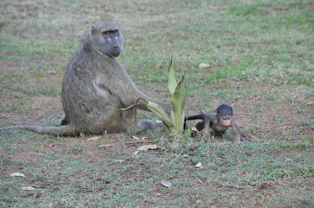 狒狒母亲和婴儿