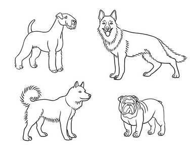 不同品种的狗的轮廓(威尔士犬,德国牧羊犬,哈士奇斗牛犬)矢量插图照片