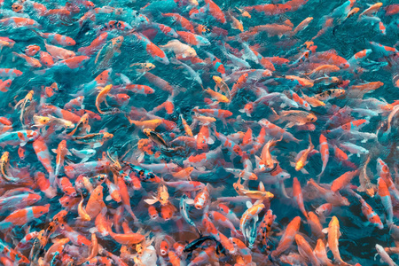 池塘反射五颜六色的日本锦鲤鱼在花园的一个可爱的池塘里移动,有阴影