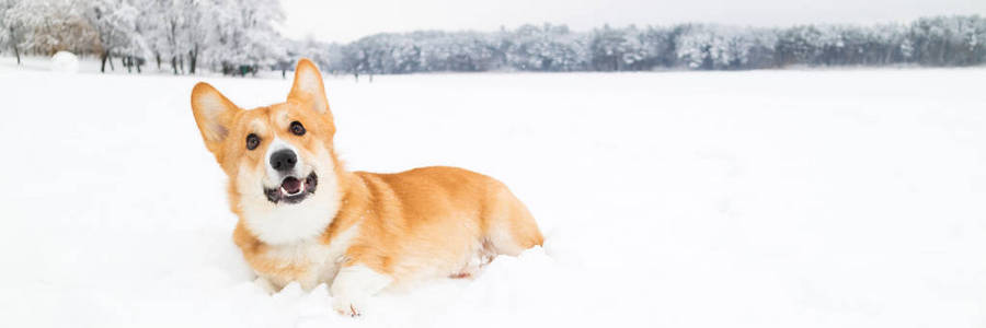 威尔士科吉彭布罗克在冬季的雪景。 科吉狗在下雪的冬季大自然中摆姿势。 复制空间