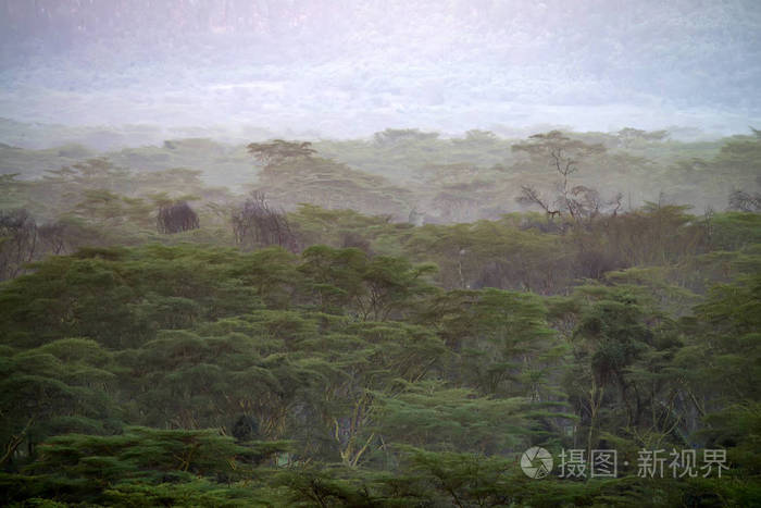 美丽的自然景观与雾蒙蒙的非洲大草原