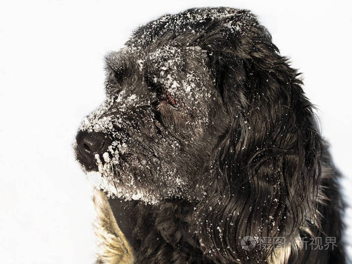 狗覆盖在雪在冬天的天, 关闭
