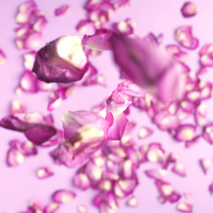 玫瑰花瓣飘落到地板上。粉色背景