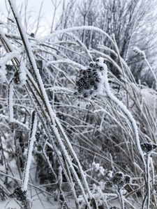 冬天的时候。雪下枯草.