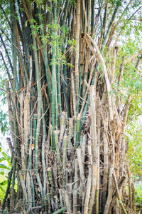 竹树背景的抽象图案