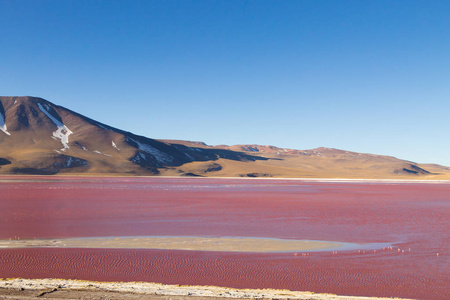 拉古纳科雷达风景玻利维亚。 美丽的玻利维亚全景。 红水泻湖
