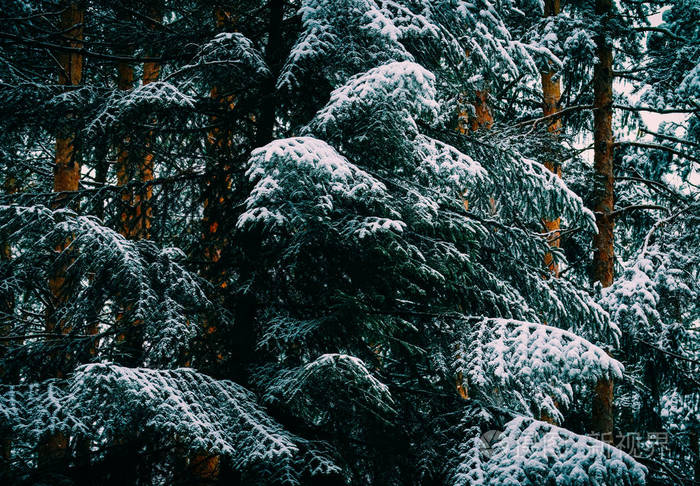 冬季松林在雪的自然背景下展开. 森林杉树覆盖着雪冬的背景.