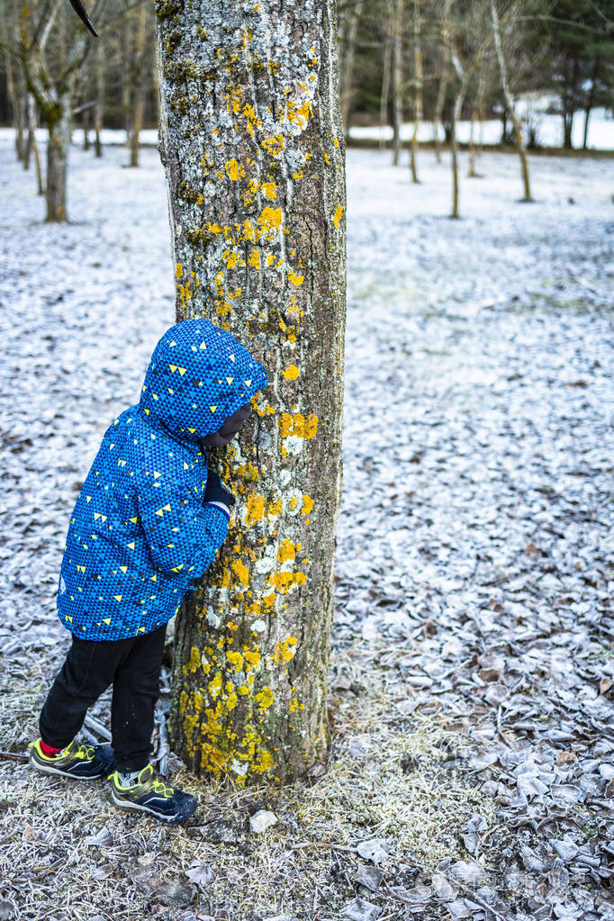 小男孩躲在雪地森林里的一棵树后面