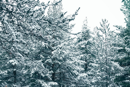 冬季松林在雪的自然背景下展开。 森林杉树覆盖着雪冬的背景。