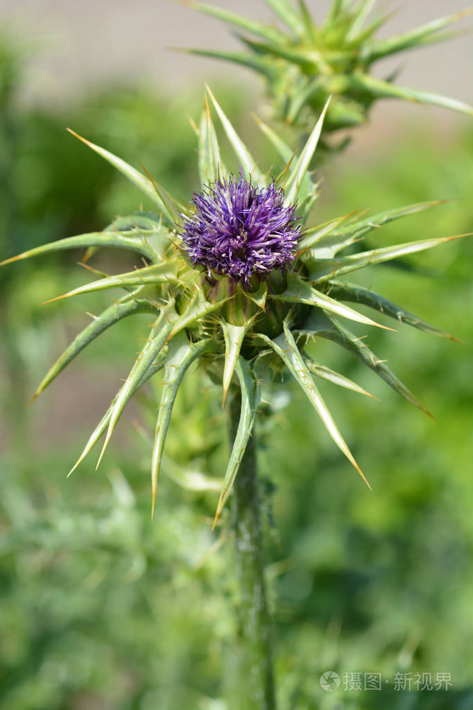 乳蓟拉丁名称水飞蓟