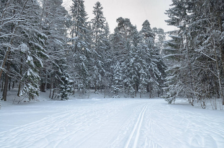 公园里的自然景观，地上和树上都有很多雪。美丽而寒冷的冬天。