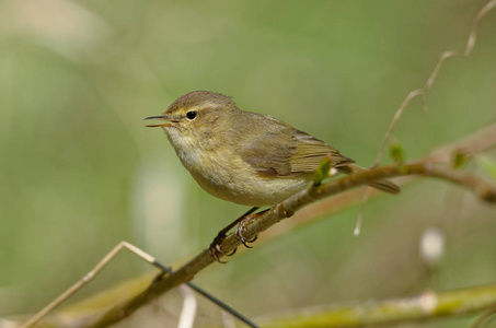 常见的席夫或简单的席夫Phylloscopus Collybita是一种常见和广泛的叶莺，在开放的林地中繁殖。 歌唱春天的鸟