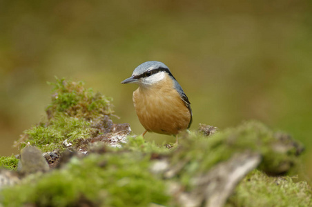 欧亚鲈鱼欧亚国家(sittaeuropaea)是一种小的过路鸟,分布于亚洲温带和