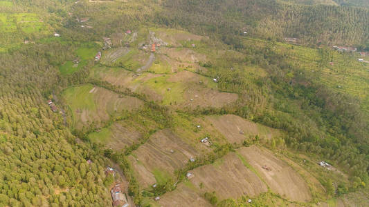 热带景观与农田在印度尼西亚
