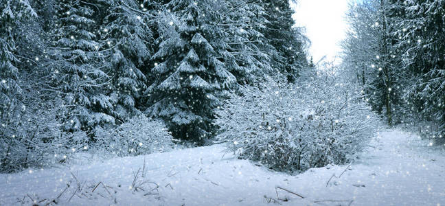 冬天森林里的雪。自然背景与雪
