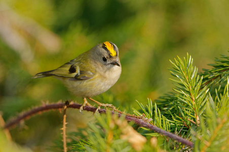 金冠鸟regulus regulus是金氏家族中一种非常小的过路鸟.