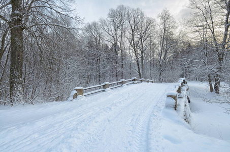 公园里的自然景观，地上和树上都有很多雪。美丽而寒冷的冬天。